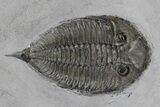 Plate With Four Trilobites, Cystoid & Crinoid - Rochester Shale #175630-6
